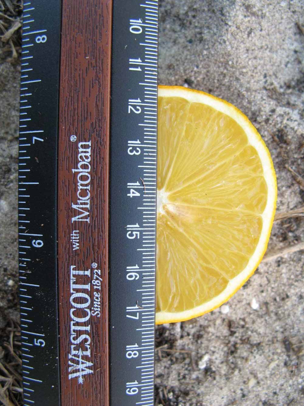            Fruit cross-section (Winter Haven, FL)   